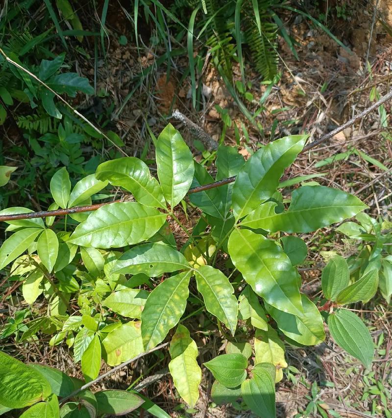 喂猪时可用哪些凉茶植物？它们的健康益处有哪些？