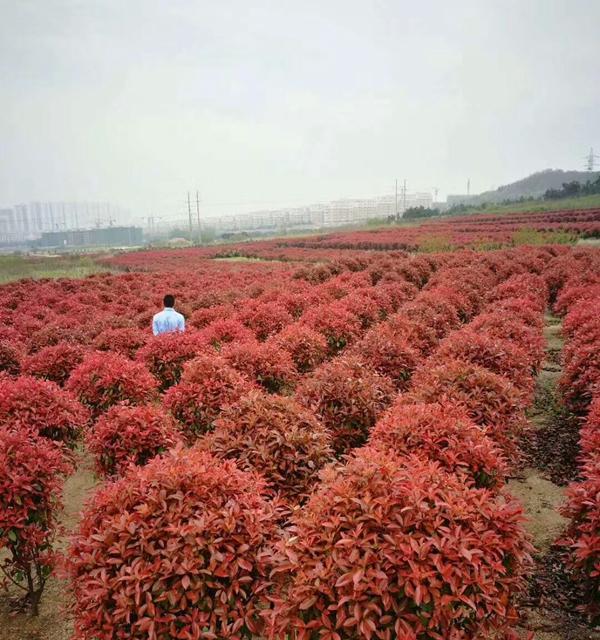 灌木树木类植物有哪些？如何区分灌木和树木？