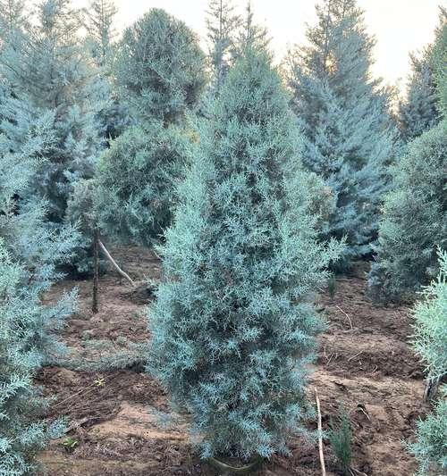 灌木树木类植物有哪些？如何区分灌木和树木？