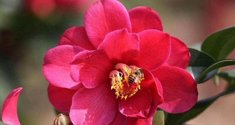 哪些花卉能在冬天户外种植？它们的耐寒性如何？
