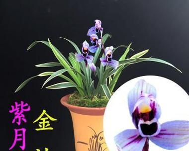 花卉市场有哪些新奇的植物或产品？它们的特点是什么？