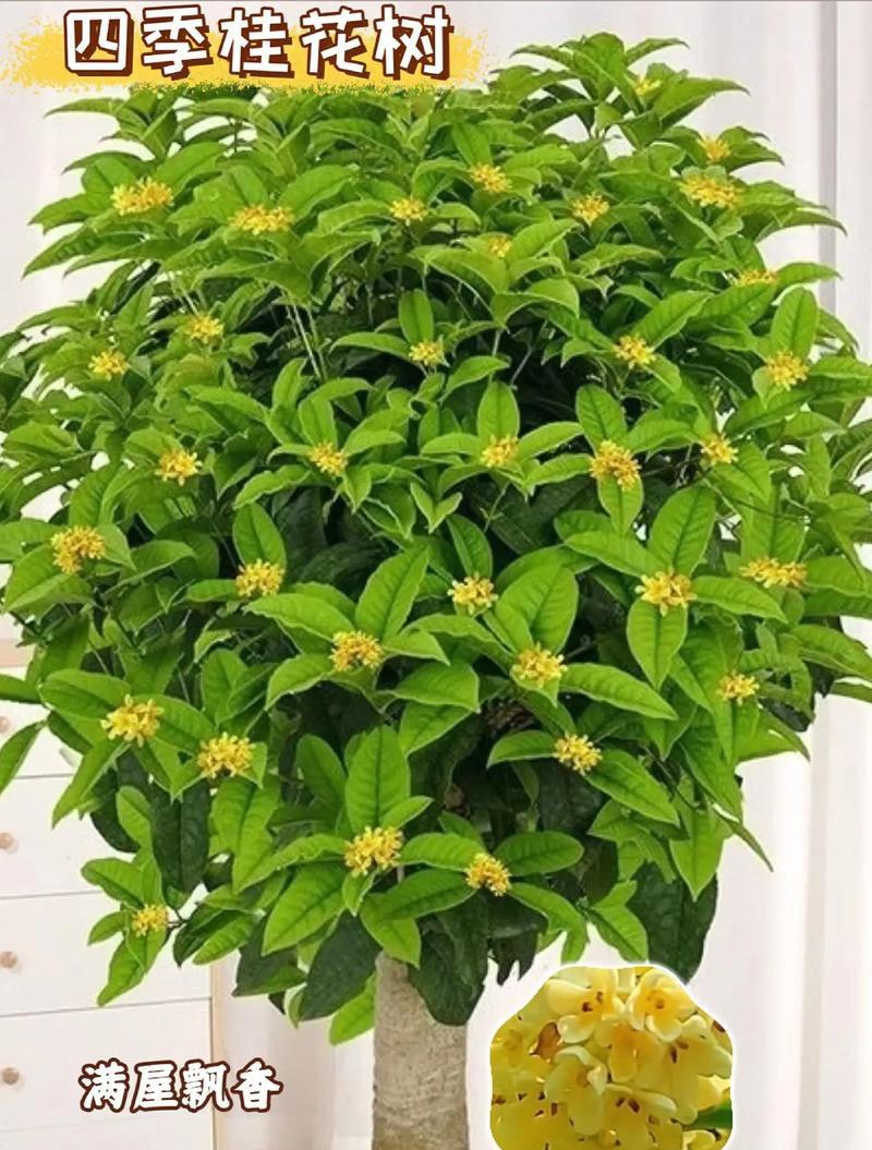 花卉市场有哪些新奇的植物或产品？它们的特点是什么？