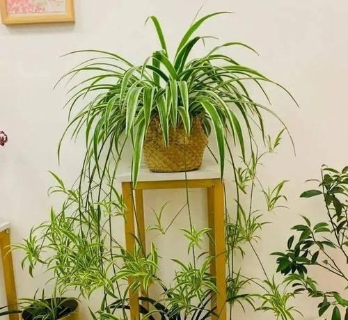 北方适合种植哪些枝干植物？这些植物的养护要点是什么？