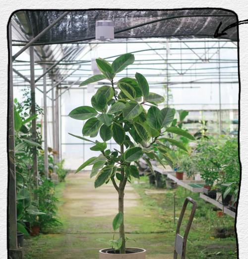 北方适合种植哪些枝干植物？这些植物的养护要点是什么？