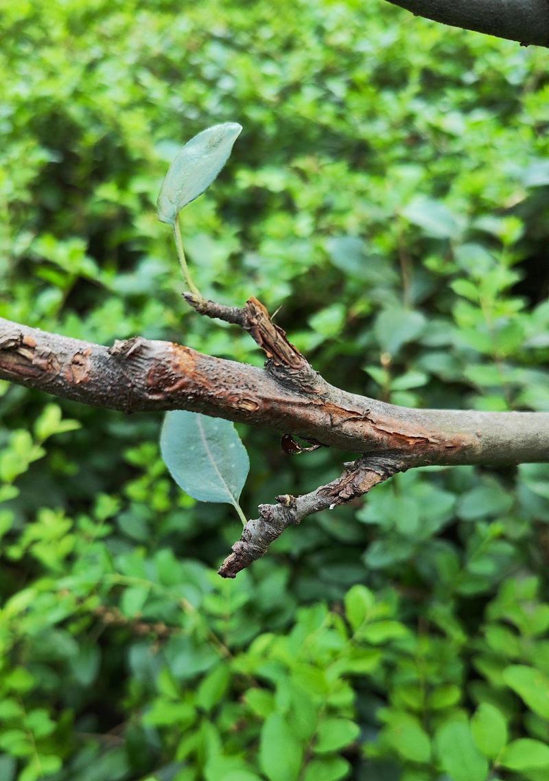 北方适合种植哪些枝干植物？这些植物的养护要点是什么？