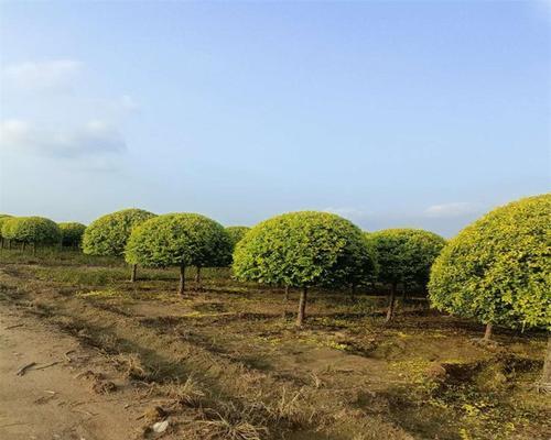 冠幅较小的植物有哪些种类？它们的生长习性如何？