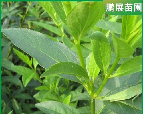 冠幅较小的植物有哪些种类？它们的生长习性如何？