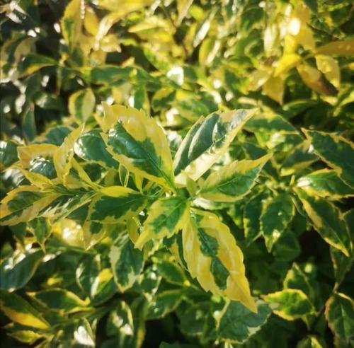 哪种家居花卉除甲醛效果最好？如何选择？
