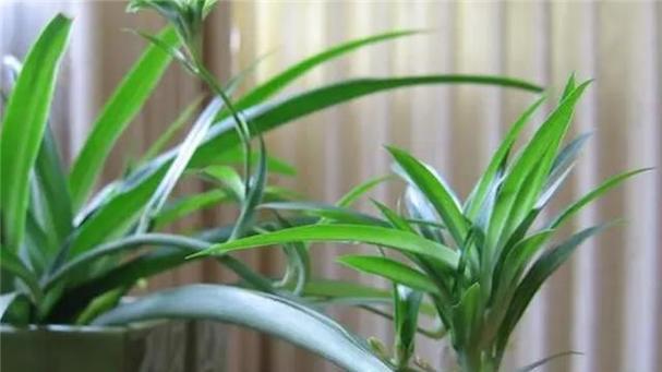 哪种家居花卉除甲醛效果最好？如何选择？