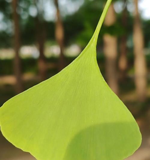 适合放置在汽车内的绿色植物有哪些？它们的好处是什么？