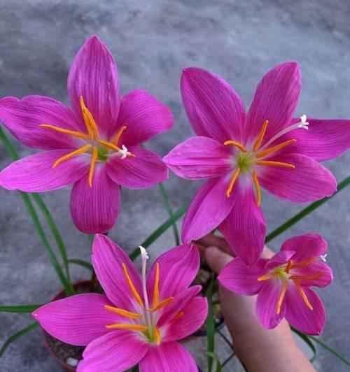 适合露台地栽种的花卉有哪些？如何选择和养护？