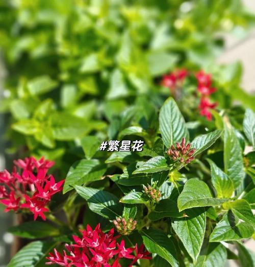 适合露台地栽种的花卉有哪些？如何选择和养护？