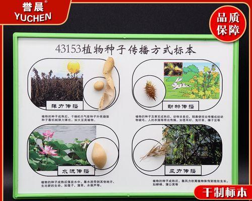 植物散播种子有哪些方式？它们是如何传播的？
