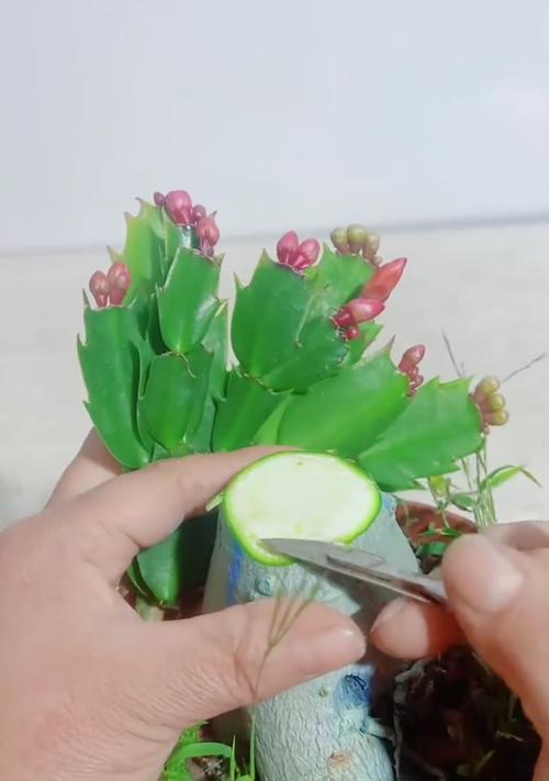 植物嫁接有哪些方法？如何提高成功率？