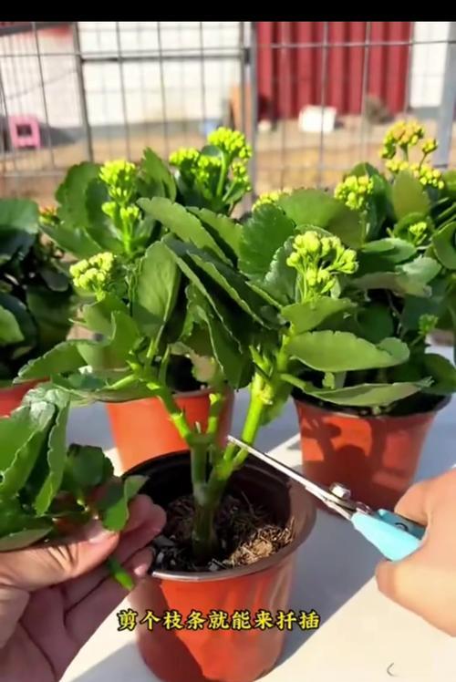 植物嫁接有哪些方法？如何提高成功率？