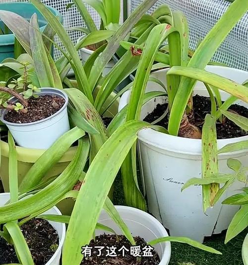哪些植物能在地里安全过冬？它们如何抵御严寒？