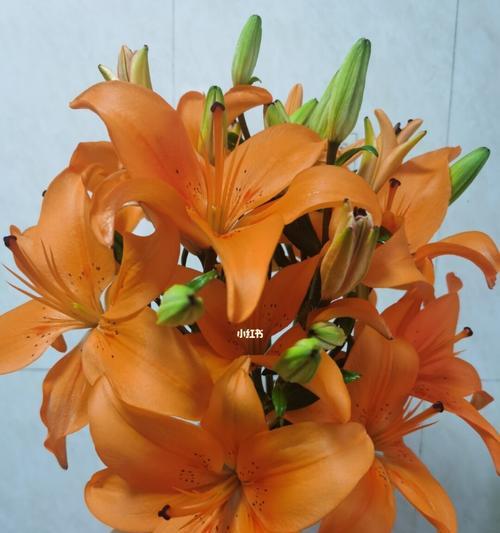 橙色海洋百合花的养护方法是什么？如何保持其鲜艳色彩？