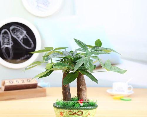 餐桌上适合摆放哪些植物？如何选择合适的餐桌植物？