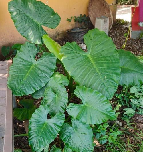 西藏黄塔地区有哪些特殊植物？它们的生存环境如何？