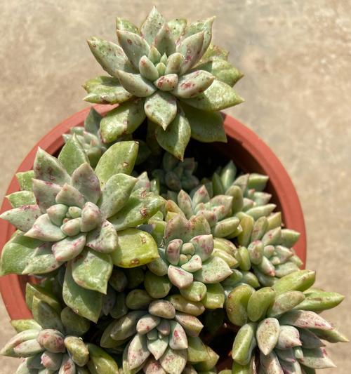 西藏黄塔地区有哪些特殊植物？它们的生存环境如何？