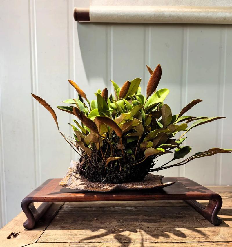 杂草艺术盆栽有哪些植物？如何制作独特的杂草艺术盆栽？