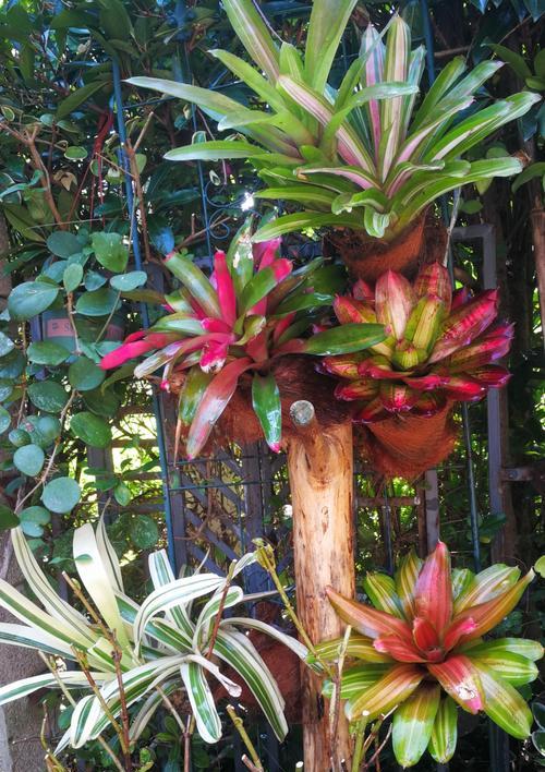 哪些花卉植物适合带孩子一起种植？