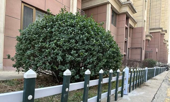 护栏花墙植物怎么养护？如何维护和管理护栏上的花墙植物？