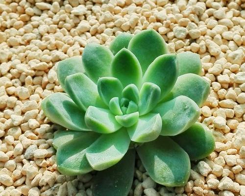 阳台厚叶花卉有哪些品种？如何选择适合的厚叶花卉？