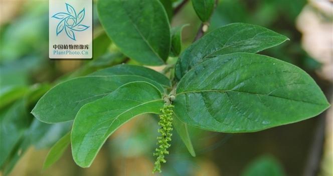 五月植物有哪些特点？
