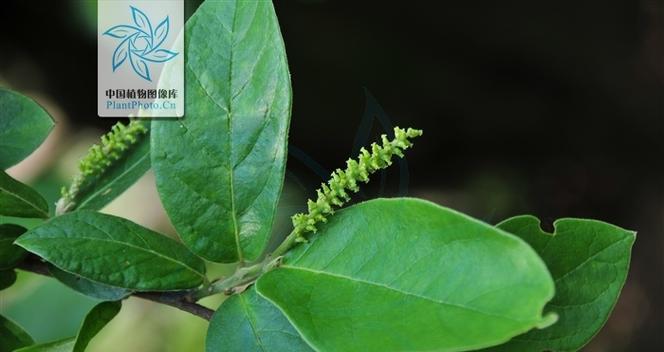 五月植物有哪些特点？