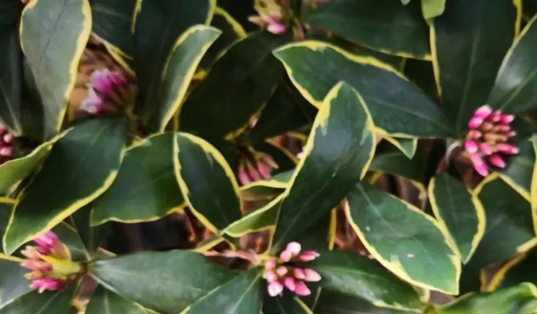 贴地生长有哪些花卉植物？这些植物的生长习性是什么？