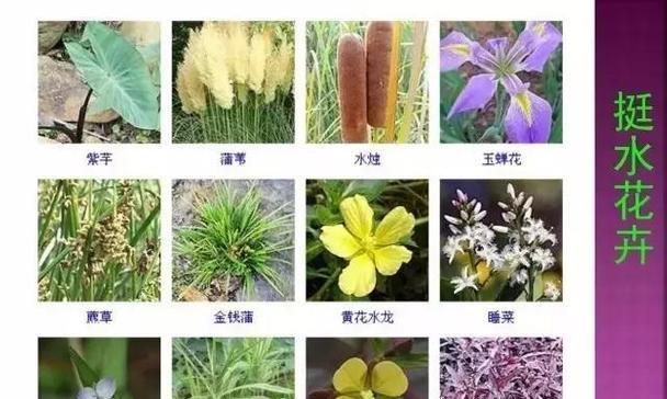 贴地生长有哪些花卉植物？这些植物的生长习性是什么？
