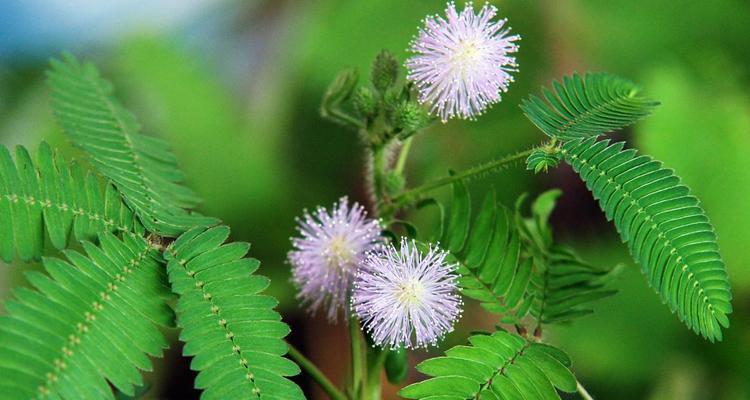 贴地生长有哪些花卉植物？这些植物的生长习性是什么？