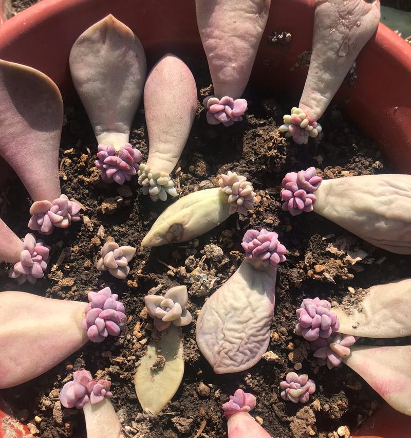 多肉植物繁殖的最佳季节是什么时候？繁殖方法有哪些？