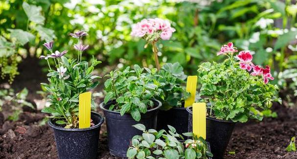 正安适合种植哪些花卉？花卉种植的最佳地点在哪里？