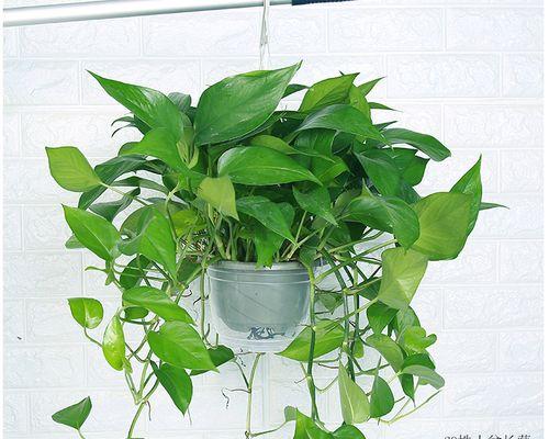 吊兰耐晒花卉长藤植物有哪些？如何进行有效的养护？