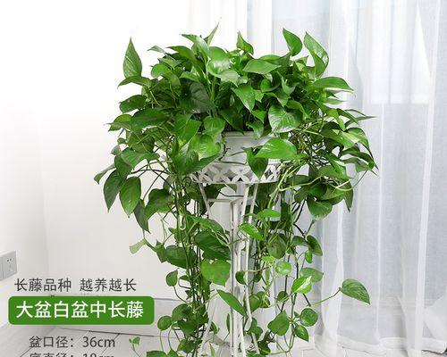 吊兰耐晒花卉长藤植物有哪些？如何进行有效的养护？