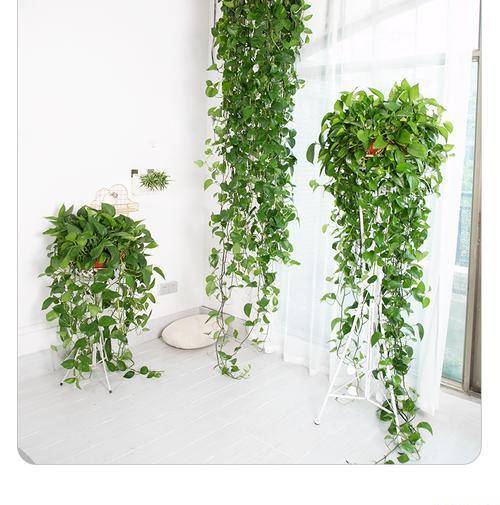 吊兰耐晒花卉长藤植物有哪些？如何进行有效的养护？