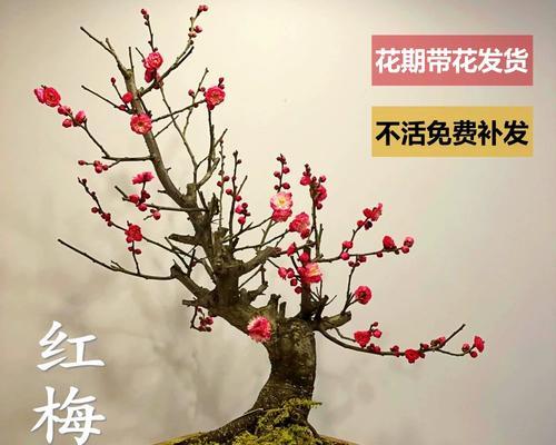 冬季腊梅盆栽怎么养护？有哪些特别的注意事项？