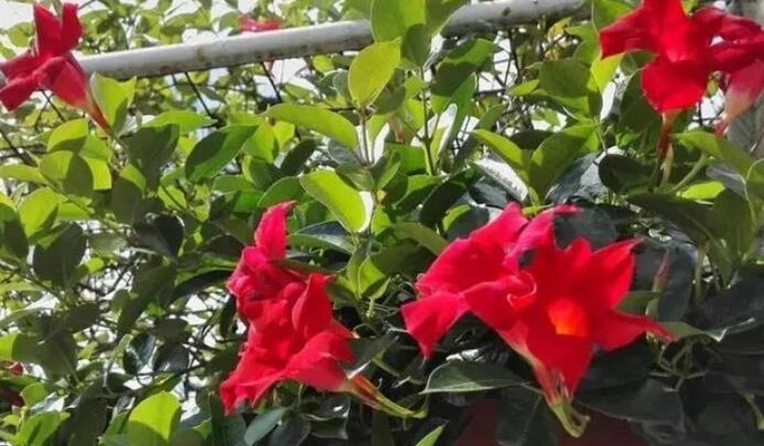 有哪些植物是红色的？红色植物的特性是什么？