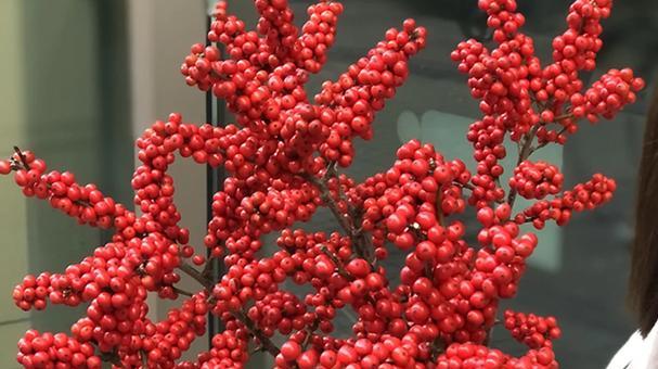 有哪些植物是红色的？红色植物的特性是什么？
