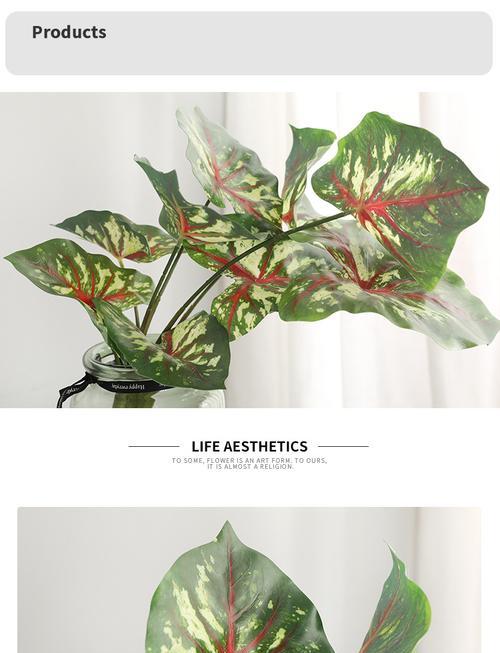 道具植物元素的使用方法是什么？道具植物元素的常见问题有哪些？
