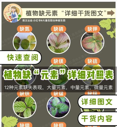 道具植物元素的使用方法是什么？道具植物元素的常见问题有哪些？