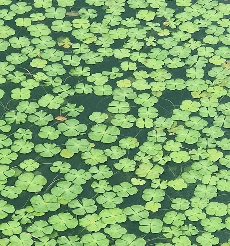 室外适合种植哪些储水植物？
