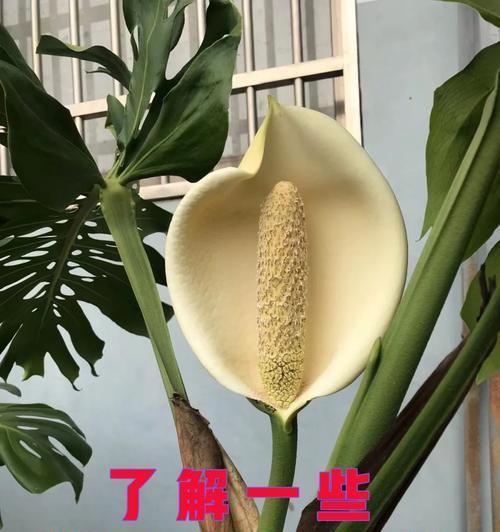 哪些花卉具有药用价值可以驱虫？这些花卉的使用方法是什么？