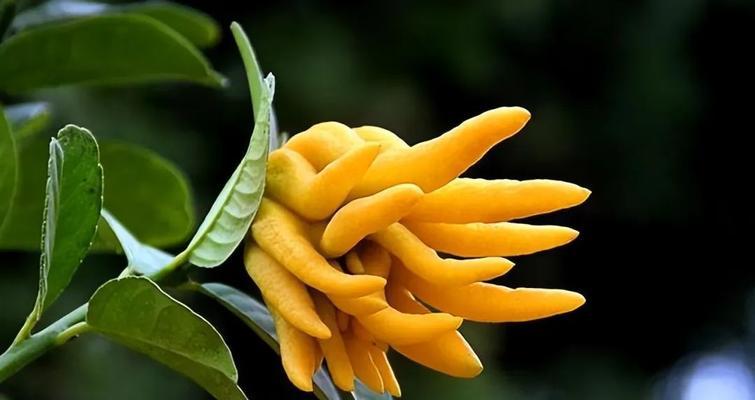 黄色的植物果子有哪些？它们的营养价值如何？