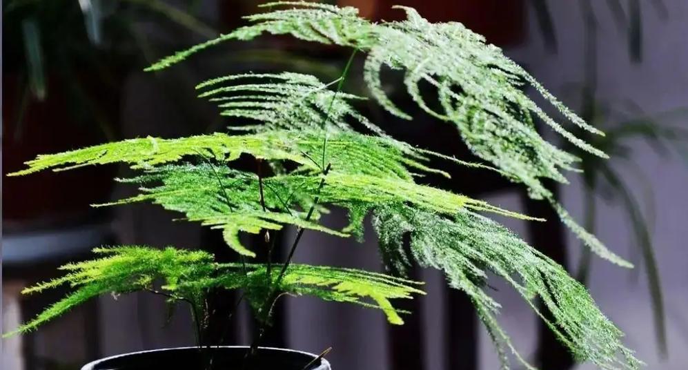 卧室适合种植哪些植物？对睡眠有帮助吗？