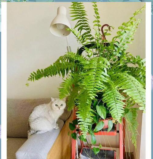 卧室适合种植哪些植物？对睡眠有帮助吗？
