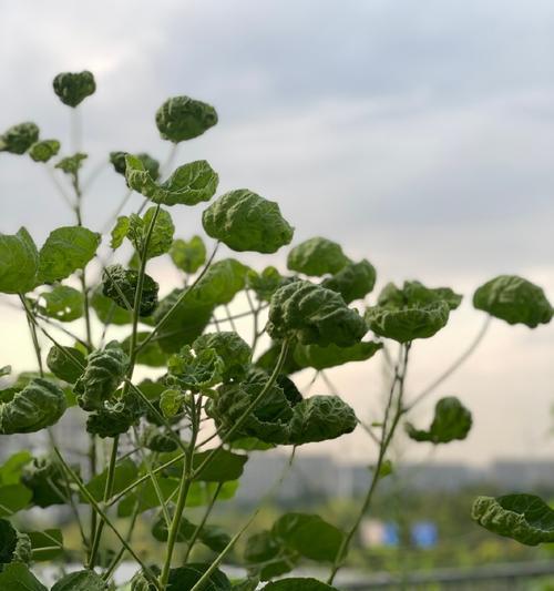 植物叶子打卷的原因是什么？