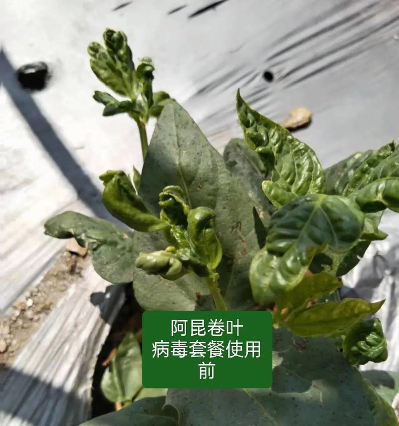植物叶子打卷的原因是什么？